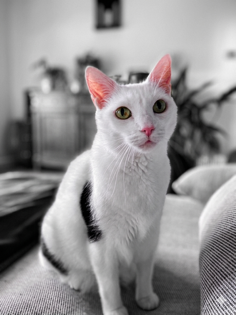 Ernesto, chat blanc tacheté de noir, présidant la salle.
